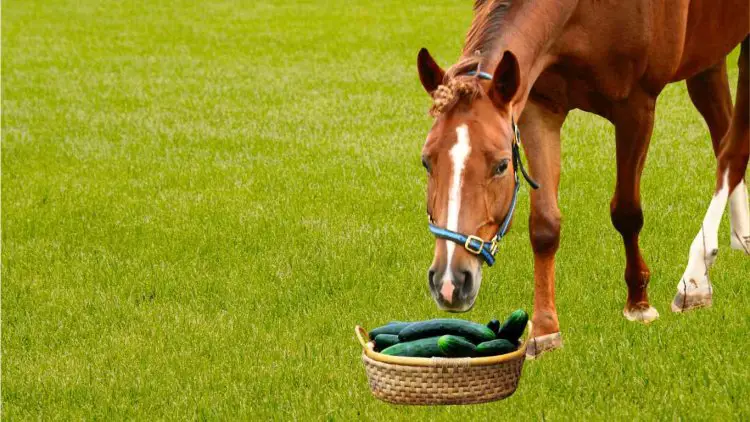 Can Horses Eat Cucumbers: Yes or No?