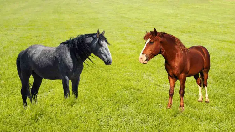 Mustang vs Bronco Horses: Differences & Similarities