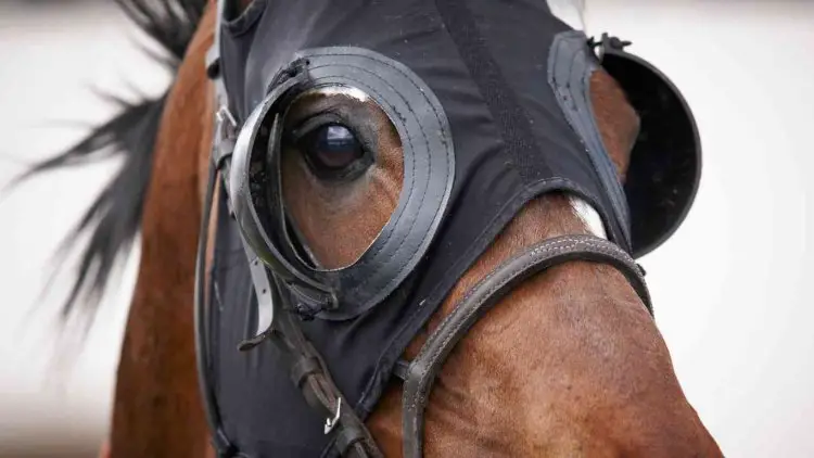 Why do People Cover Horse Eyes? Benefits, Types & More