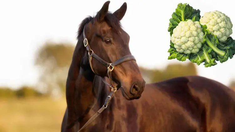 Can Horses Eat Cauliflower? Safe & Harmful Foods For Horses