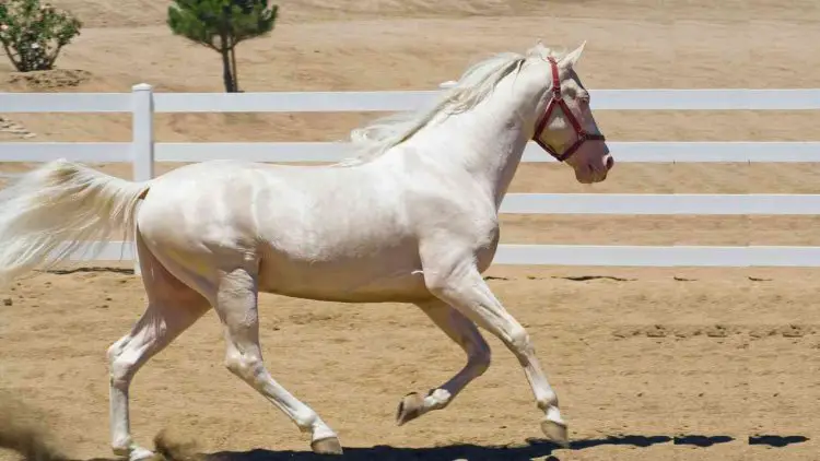 Cremello Horses: Info, Breed, Coat, traits, Pictures & More