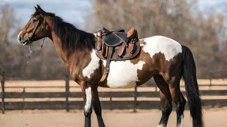 horse-saddled-up