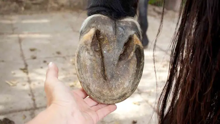 Degloved Horse Hoof: Causes, Symptoms, Treatment & Care