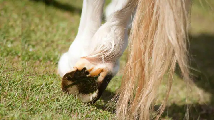 Horse hoof abscess