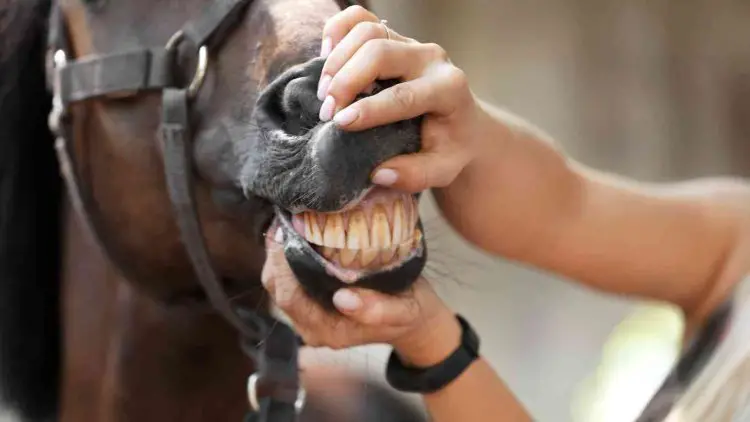 Horse Teeth Floating: Why Horses Need Their Teeth Floated?