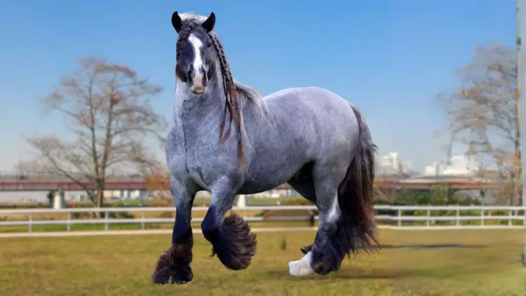 Blue Roan Gypsy Vanner Horse of Vanner breed: Price, Traits & More