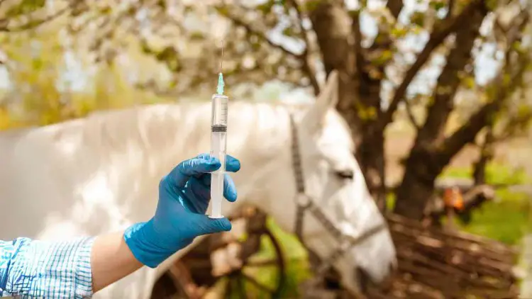 Equine Influenza Vaccination