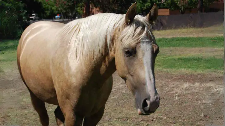Dark Palomino horse