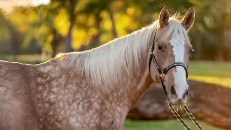 Spotted Palomino horse