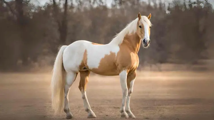 Palomino paint horse