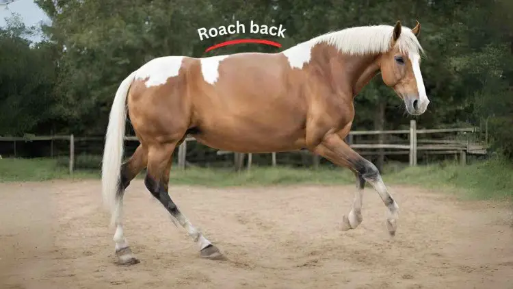 Roach Back (Kyphosis) in Horses: Causes, Treatment & More
