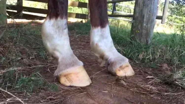 Dropped Fetlocks (DSLD): Can You Ride a Horse with Dropped Fetlocks?