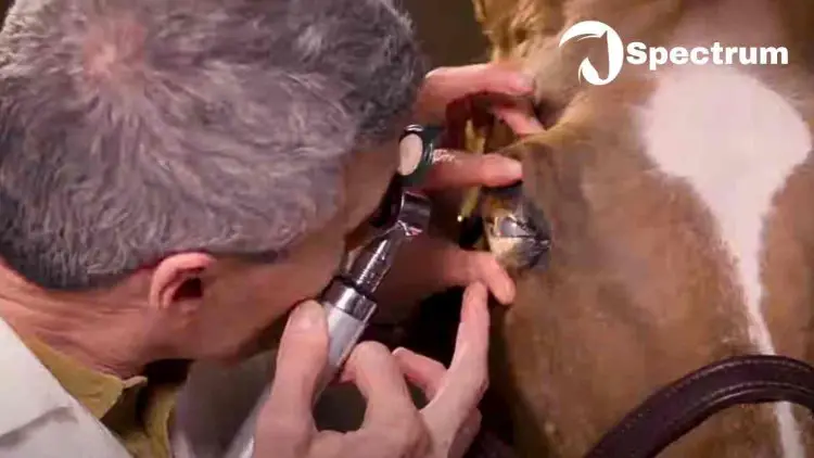 Horse eyesight checkup