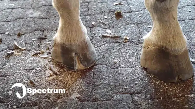 White Line Disease in horses