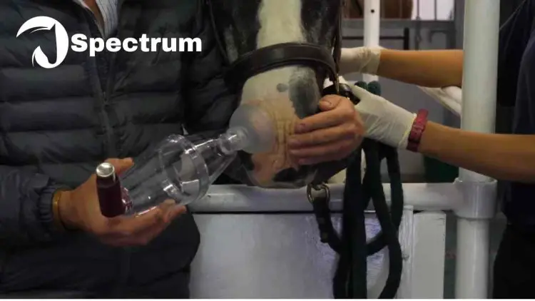 Use of inhalers for equine heaves (asthma)