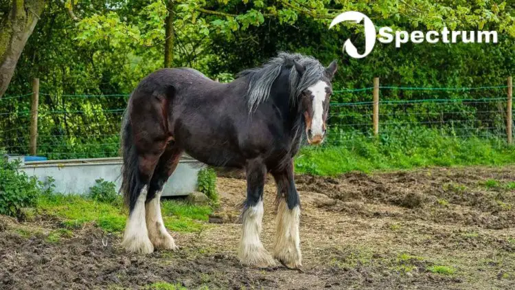 Shire horse
