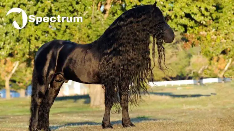 Friesian stallion with facial hairs