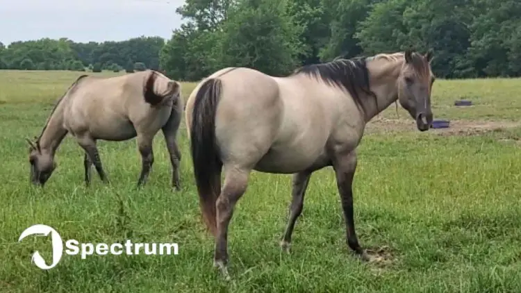 All About Grulla Horses: Facts, Traits, Temperament & Breeding