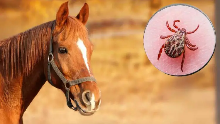 Lyme Disease in Horses: Can You Ride a Horse With Lyme Disease?