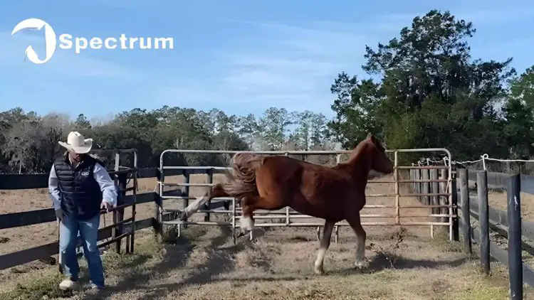 Stop a horse from kicking