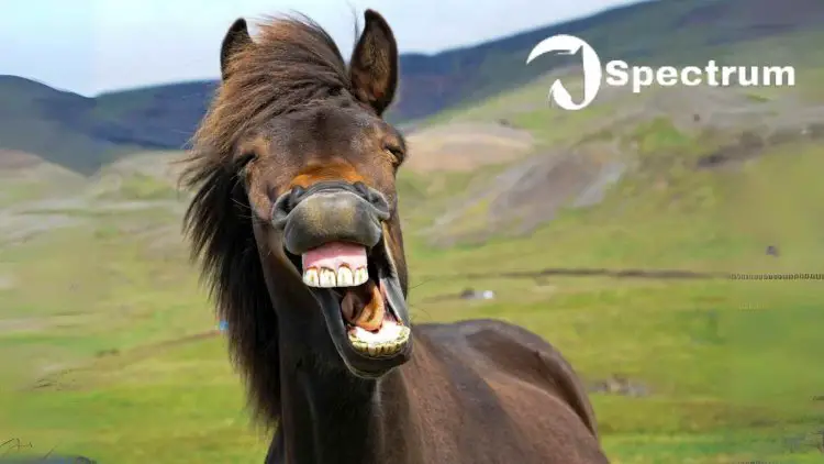 Horse whinny | what sound do horses make