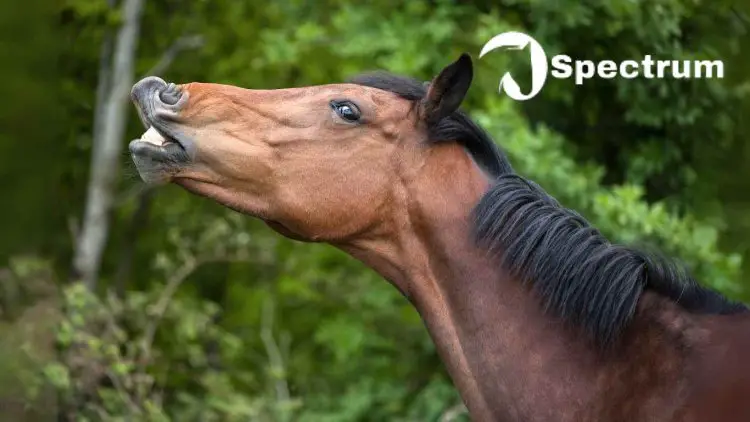 Horse nicker | what sound do horses make