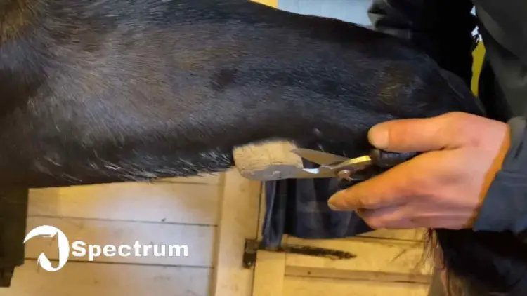 Removing chestnut from horse