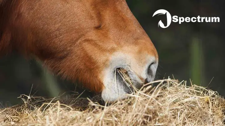 Horse chewing food