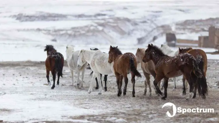 What do wild horses eat in winter