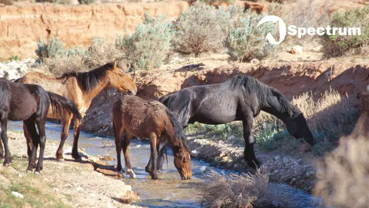 How wild horses get water