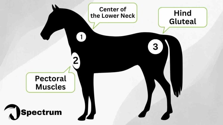 Sites of injection for Osphos in horses